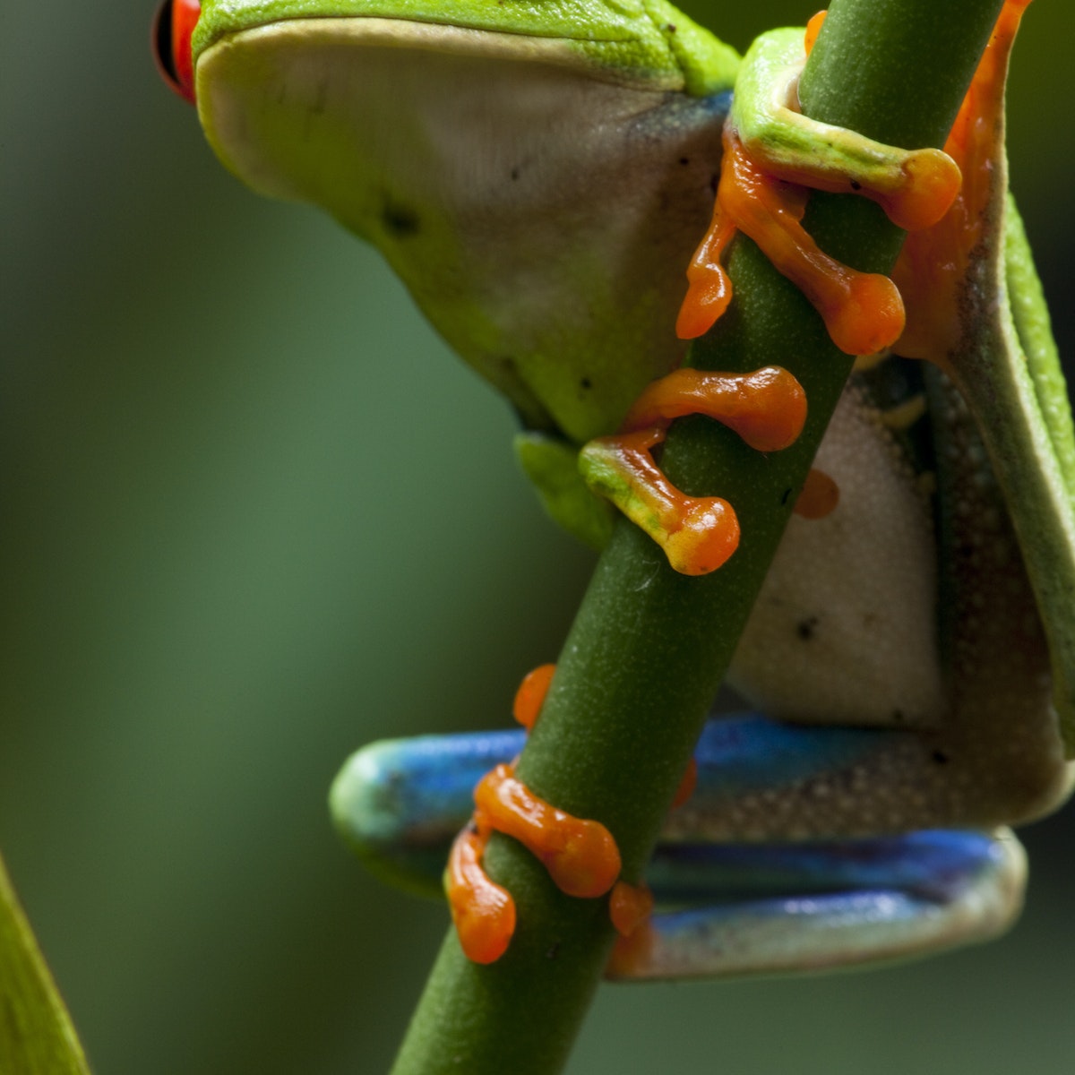 Red-Eyed Tree Frog, Costa Rica