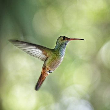 Rufous-tailed hummingbird in flight.