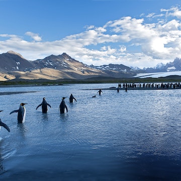 King penguins wading through shallows of Fortuna Bay.