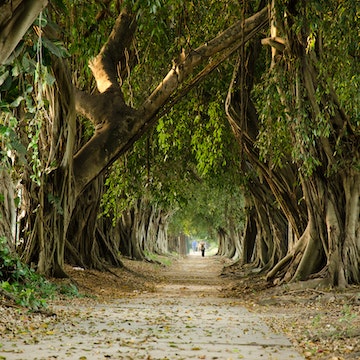 Woded road in Havana-Siboney area