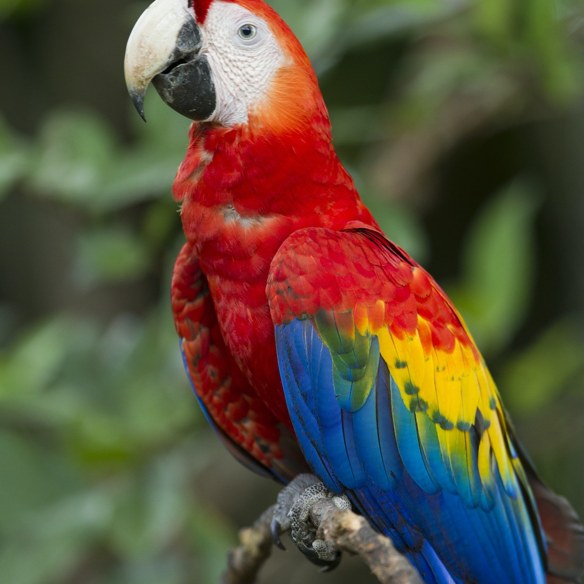 Scarlet Macaw, Costa Rica