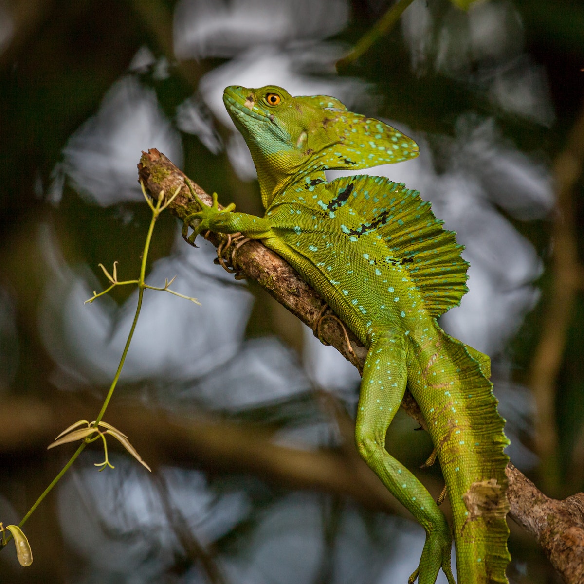 Parque Nacional Tortuguero