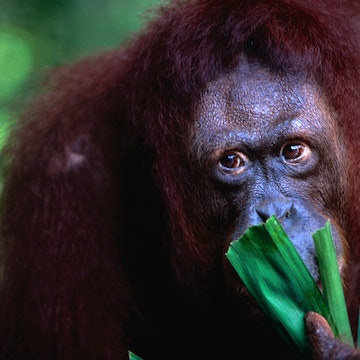 Orang-utan at Singapore Zoological Gardens.