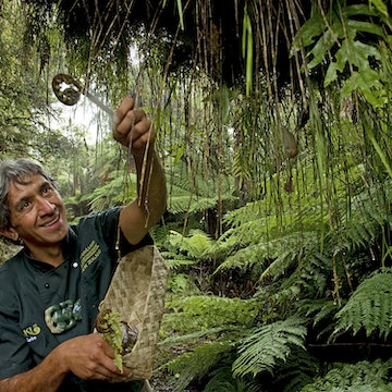 Chef foraging for ‘bush asparagus’ on a Maori food excursion.