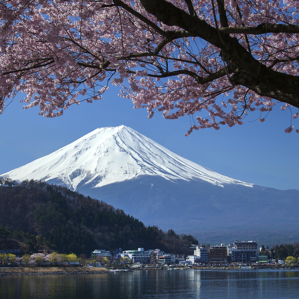 Mt Fuji and Cherry Blossom