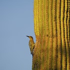 Gila Woodpecker on a Saguaro Cactus
1348972628
birdwatching, desert, flicker, green, nest, noisy, saguaro, sunshine, wild, wildlife