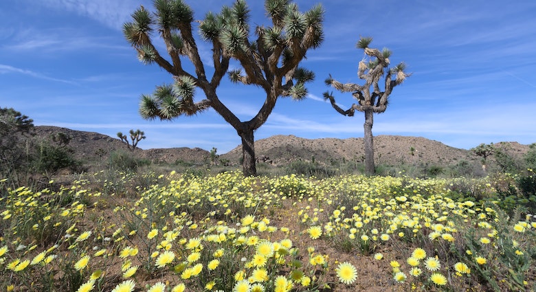 829157578
super bloom