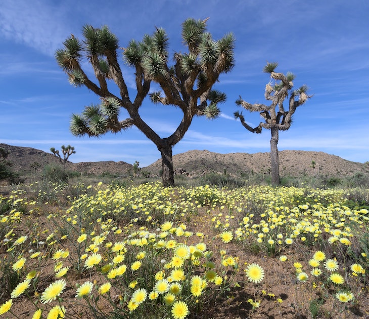 829157578
super bloom