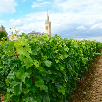 171588827
Agriculture; Bordeaux; Church; European Culture; Field; France; French Culture; Grape; Growth; Haut-Medoc; Horizontal; Outdoors; Photography; Plant; Saint-Emilion; Tower; Vine - Plant; Vineyard;
Vineyard in the Berdeaux region in France, with a church tower on the horizon.