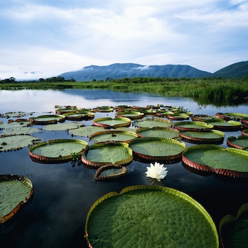 Brazil, Pantanal, water lilies (Victoria regia) sunrise