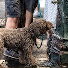 A dog drinks from a fountain in Paris on July 13, 2022. - After Spain and Portugal, France is witnessing a second heatwave in less than a month, "a sign of climate change and hotter summers to come where 35 degrees will be the norm" said the French weather broadcast company Meteo France. (Photo by BERTRAND GUAY / AFP) (Photo by BERTRAND GUAY/AFP via Getty Images)