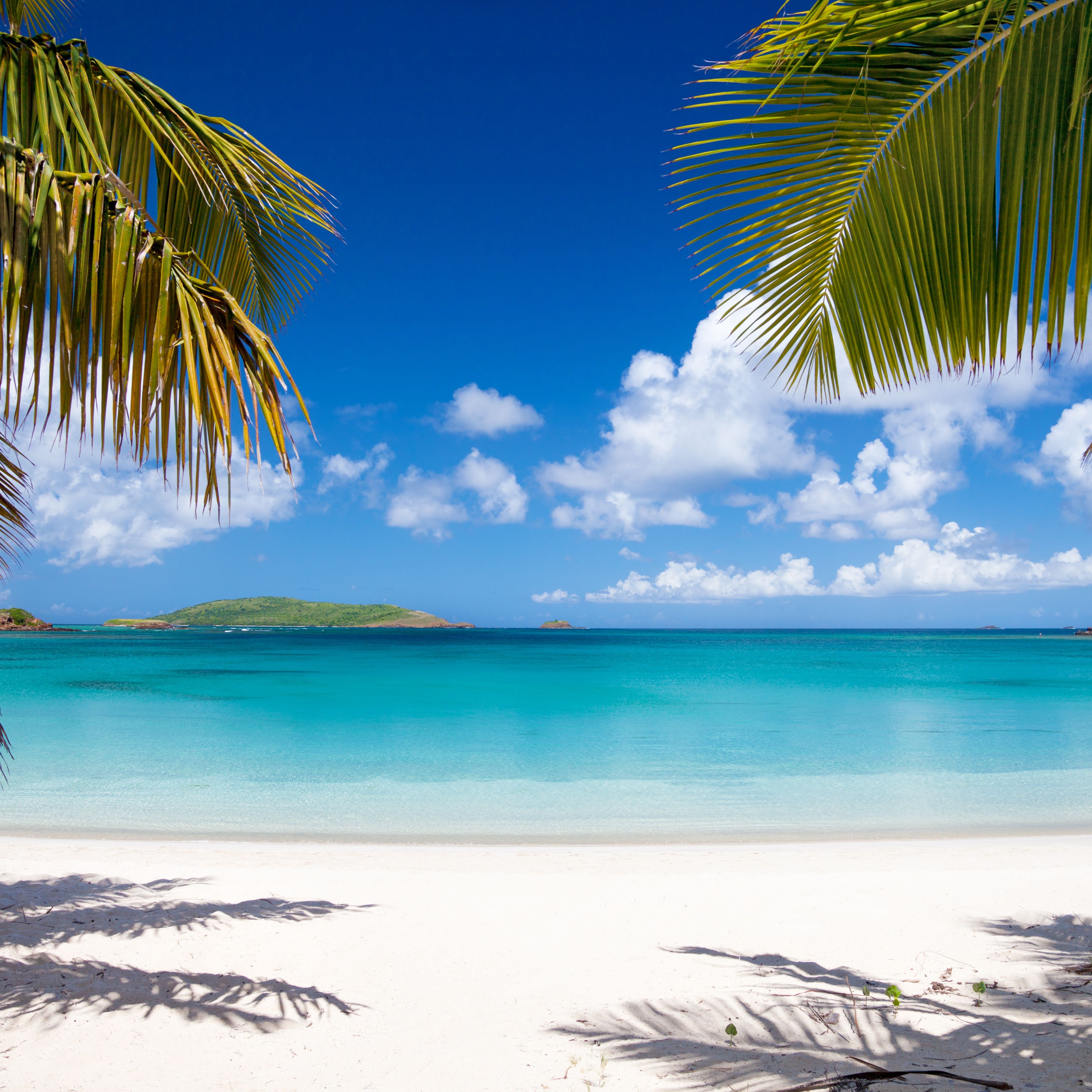 palm trees at Playa Tortuga (Turtle Beach) on Isla Culebrita, Puerto Rico