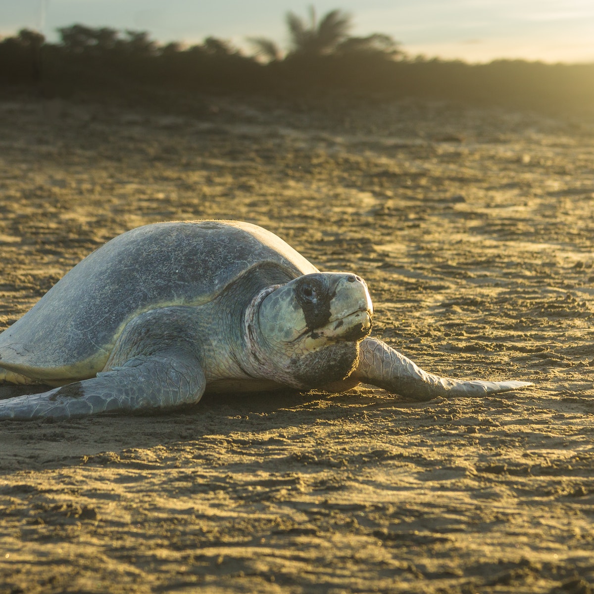 Olive ridley sea turtle on the sand in Ostional Nacional Wildlife Refuge. 