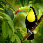 Keel-billed Toucan (Ramphastos sulfuratus), on a branch in the forest of Costa Rica.