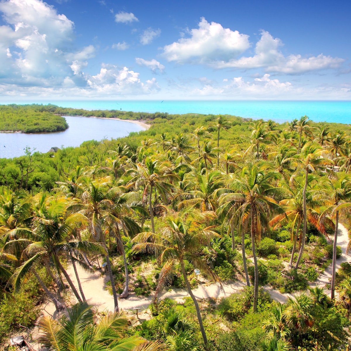 Aerial of a path between palm trees on Isla Contoy.