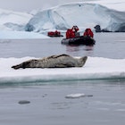 Leopard seal on ice flow Crystal Sound Antarctic Pennisula.